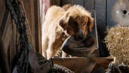 دانلود فیلم A Dog's Purpose 2017 با کیفیت فول اچ دی