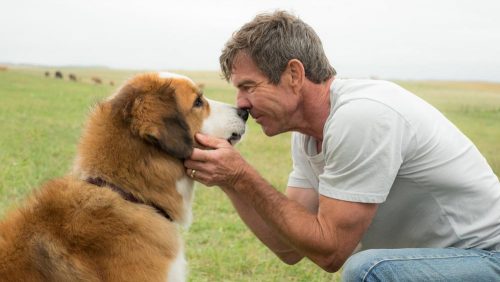 دانلود فیلم A Dog's Purpose 2017 با کیفیت 1080p