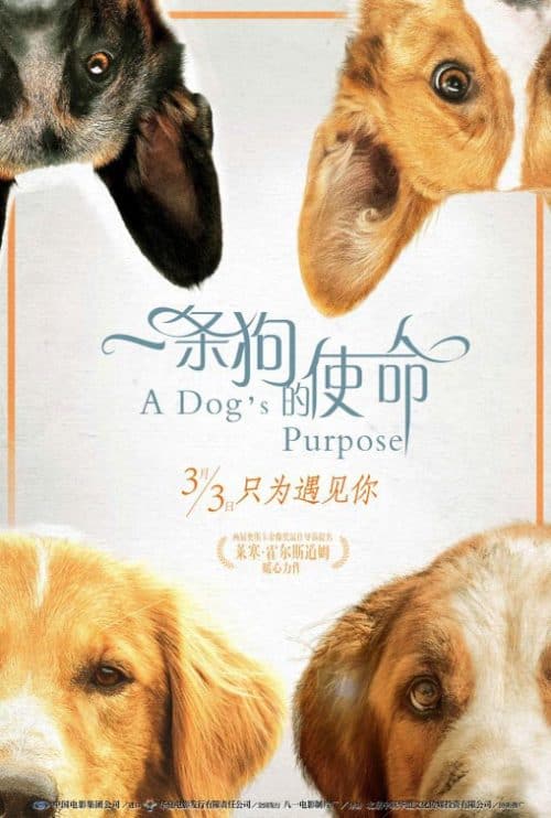 نقد و بررسی فیلم A Dog's Purpose 2017