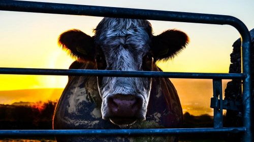 دانلود فیلم Cowspiracy: The Sustainability Secret 2014 با کیفیت فول اچ دی