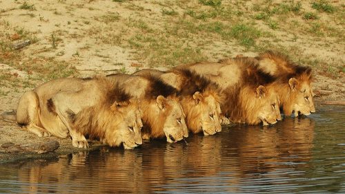 دانلود زیرنویس فارسی فیلم Brothers in Blood: The Lions of Sabi Sand 2015