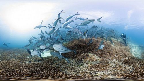 دانلود مستند Chasing Coral 2017