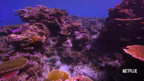دانلود زیرنویس فارسی فیلم Chasing Coral 2017