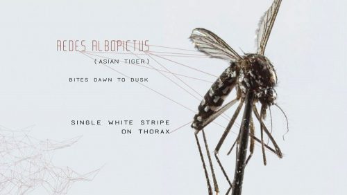 دانلود زیرنویس فارسی فیلم Mosquito 2017